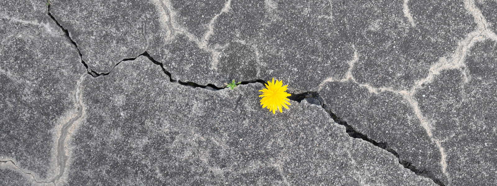 yellow flower growing in crack in concrete