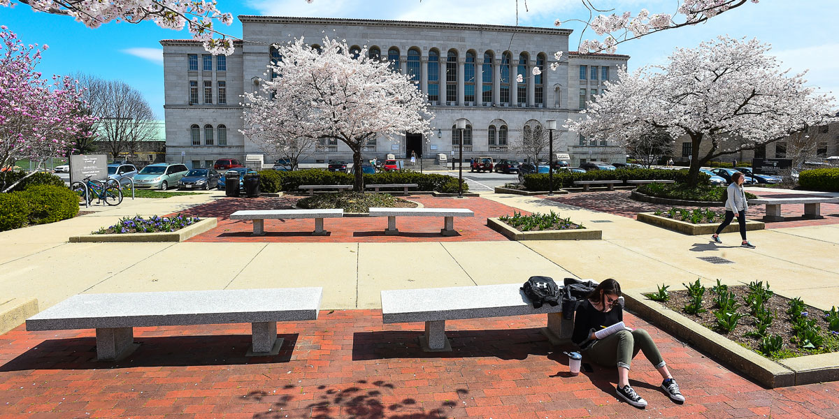 Student sitting under cherry blossoms