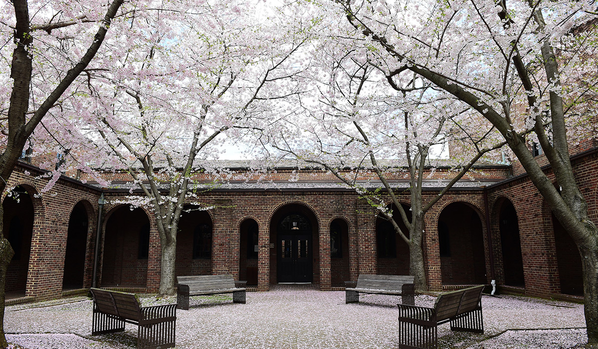Cherry blossoms outside the music department