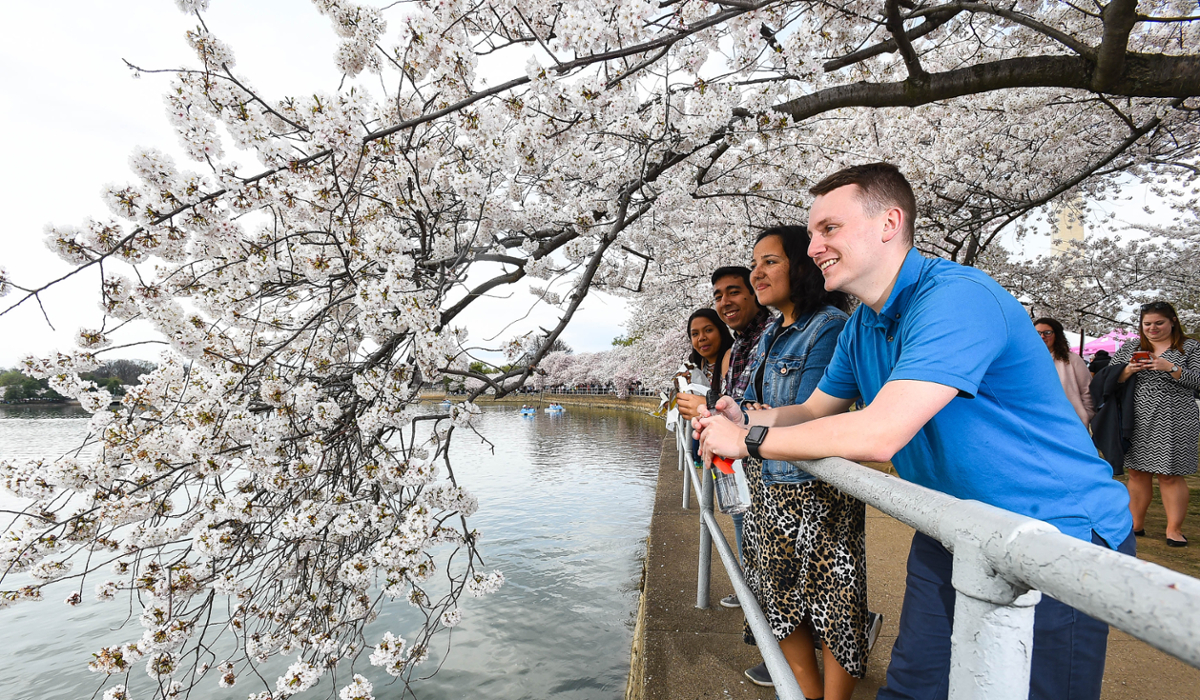 Students at DC's tidal basin surrounded by cherry blossoms