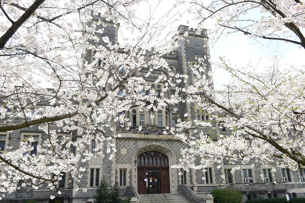 White cherry blossom branches frame the exterior of the castle-like Gibbons Hall dorm.