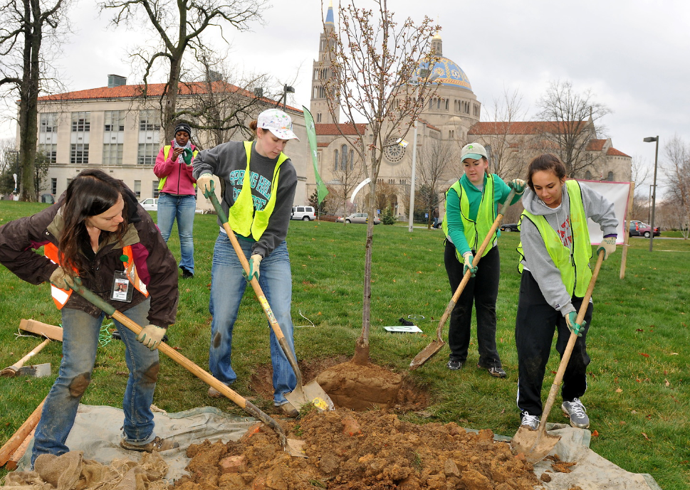 four students planting a tree