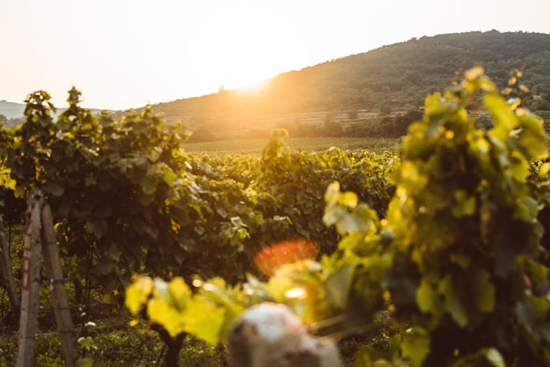 peaceful picture of a vineyard