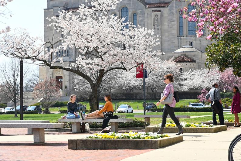 cherry blossoms in a plaza on campus
